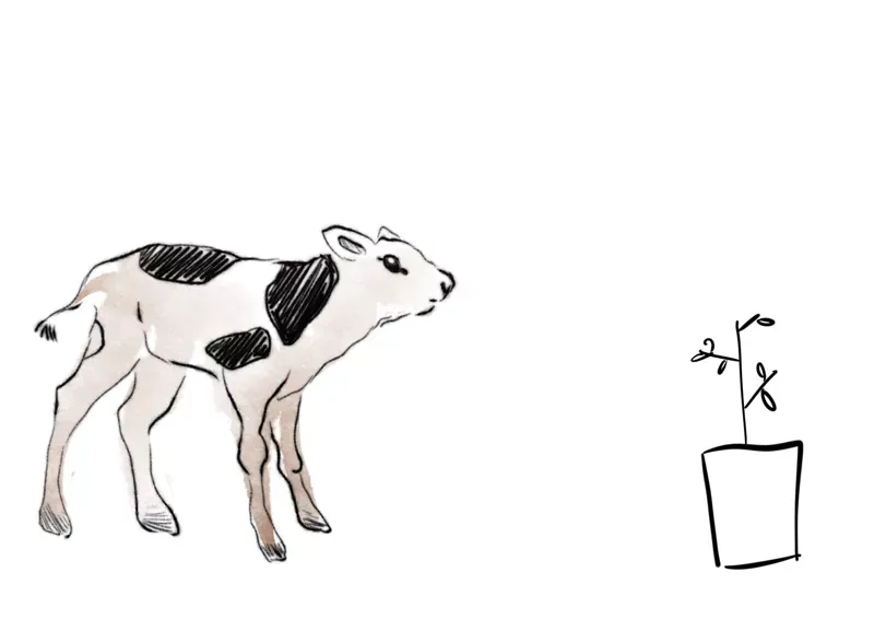 Bild på en kalv – illustration av hur matval påverkar klimatet och isbjörnarnas miljö.